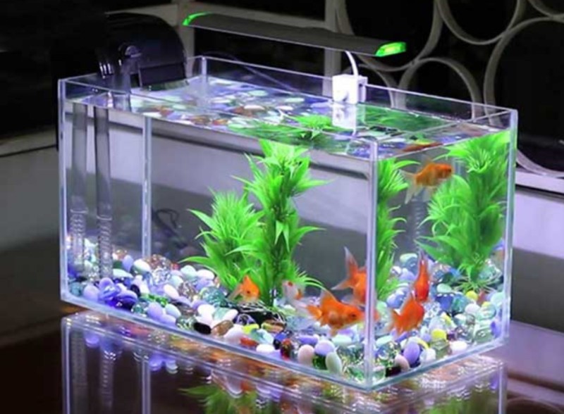 Bể Nuôi Cá Cảnh Và Những Bí Ẩn Phía Sau Của Giấc Mơ Này Bể Nuôi Cá Cảnh Và Những Bí Ẩn Phía Sau Của Giấc Mơ Này