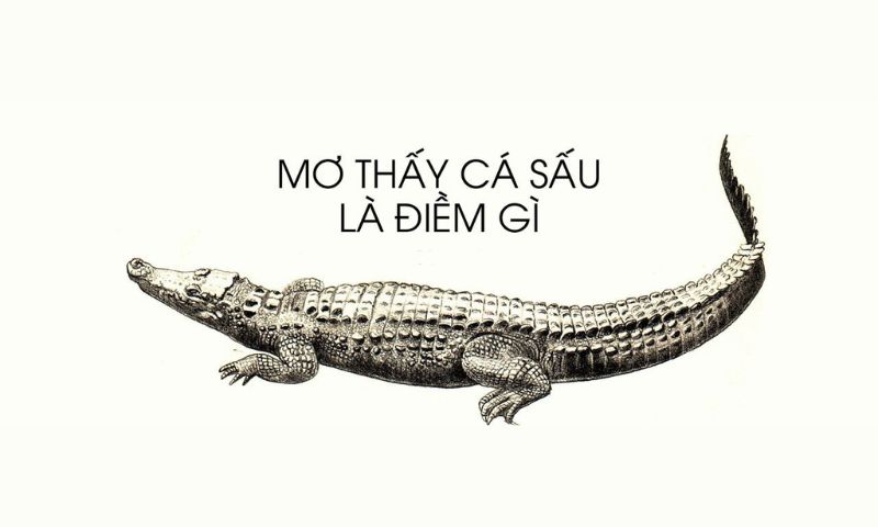 Điềm báo mơ thấy cá sấu Điềm báo mơ thấy cá sấu