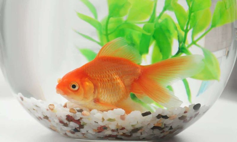 Giải mã mơ thấy cá cảnh đánh con gì để trúng số độc đắc Giải mã mơ thấy cá cảnh đánh con gì để trúng số độc đắc