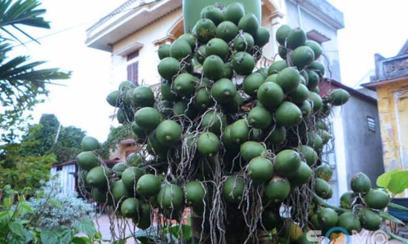Chiêm bao thấy buồng cau Chiêm bao thấy buồng cau