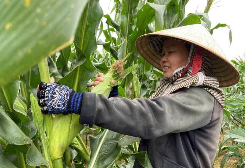 Mơ Thấy Bản Thân Bẻ Ngô Thì Đánh Số Bao Nhiêu? Mơ Thấy Bản Thân Bẻ Ngô Thì Đánh Số Bao Nhiêu?