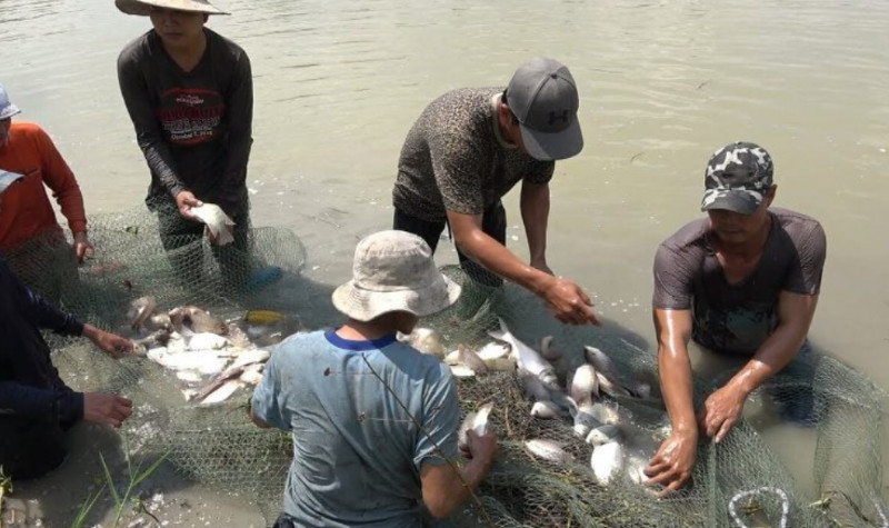Mơ Thấy Bản Thân Giăng Lưới Bắt Cá Mơ Thấy Bản Thân Giăng Lưới Bắt Cá