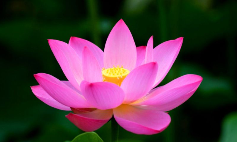 Mơ thấy bông sen Mơ thấy bông sen