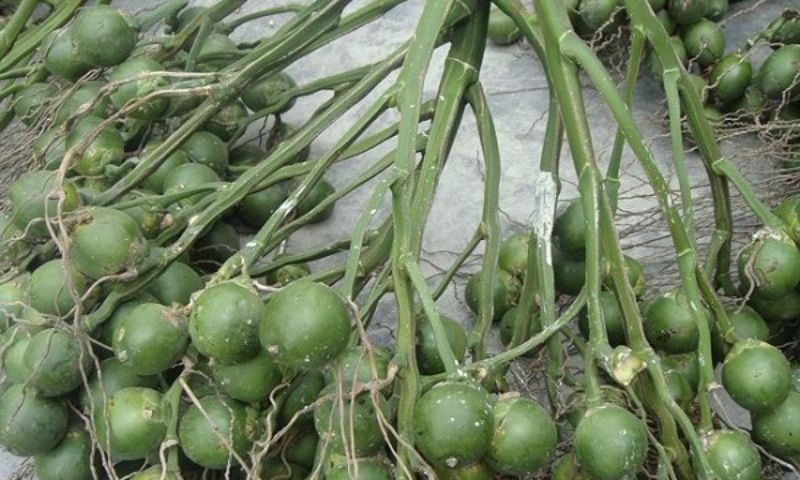 Mơ thấy buồng cau đánh con gì? Mơ thấy buồng cau đánh con gì?