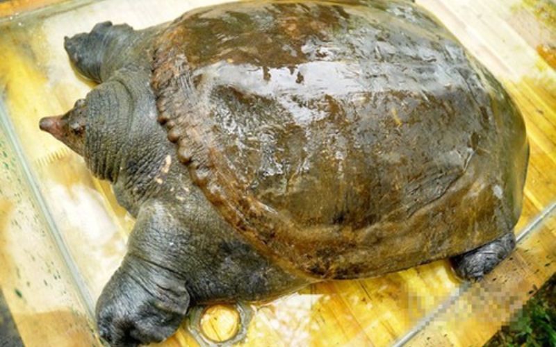 Ngủ mơ thấy ba ba là điềm báo gì đánh số nào thắng lớn? Ngủ mơ thấy ba ba là điềm báo gì đánh số nào thắng lớn?